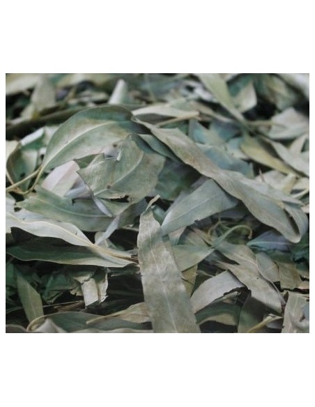 eucalyptus séché