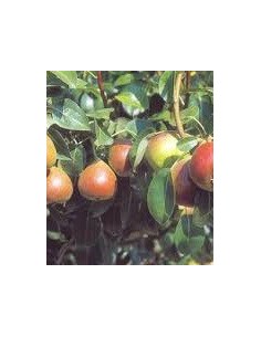 Comprar perera de terrassa