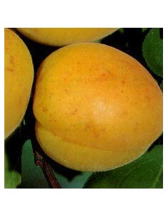 Abricó anão de terraço