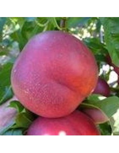 Nectarino enano de terraza