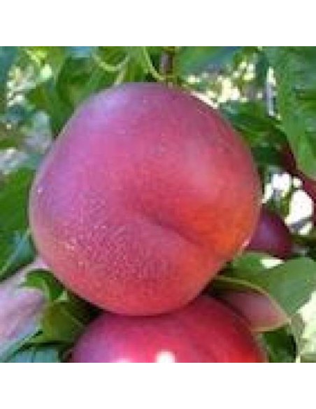 Nectarino enano de terraza