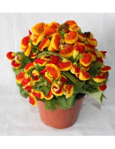Calceolarias à 4,95€ chez Germigarden 2