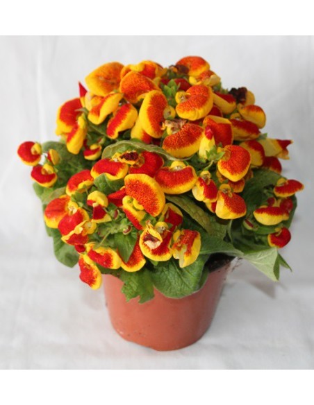 Calceolarias por 4,95€ en Germigarden