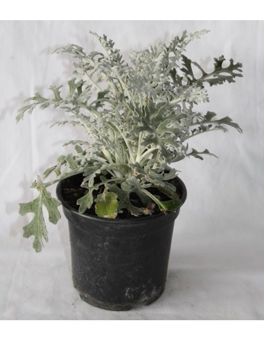 Cineraria grise ou maritima à partir de 1,70€ chez Germigarden