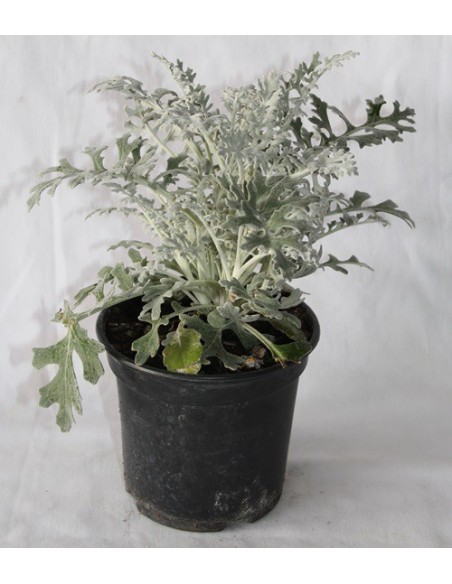 Cineraria gris o maritima desde 1,70€ en Germigarden