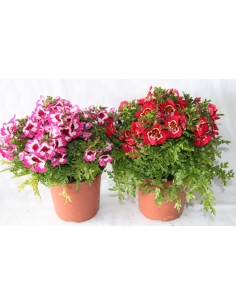 Falsa orquidea o schizanthus por 5,25€ en Germigarden