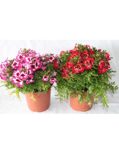 Falsa orquidea o schizanthus por 5,25€ en Germigarden