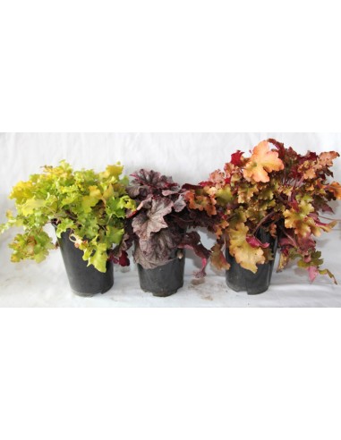 Vente d'heuchères à 5,95€ à Germigarden