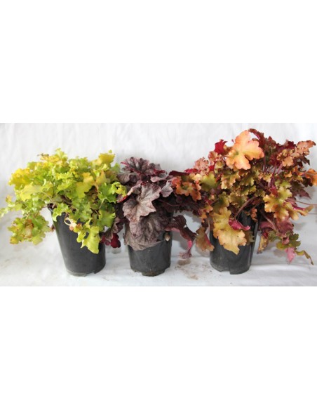 Venta de heucheras por 5,95€ en Germigarden