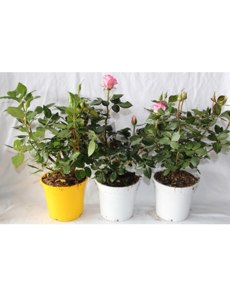 Rosales grandiflora en maceta por 12,50 en Germigarden