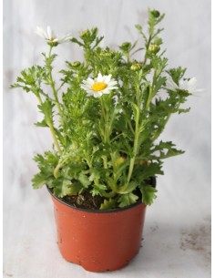Leucanthemum paludosum por € 1,95 em Germigarden 2