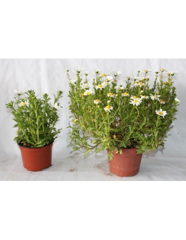 Comprar leucanthemum paludosum o paludosum