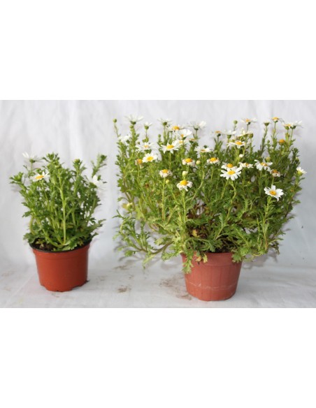 Leucanthemum paludosum por € 1,95 em Germigarden