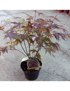 Acer palmatum verd (test 19 cm ø)