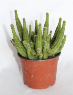 Comprar chamalobivia