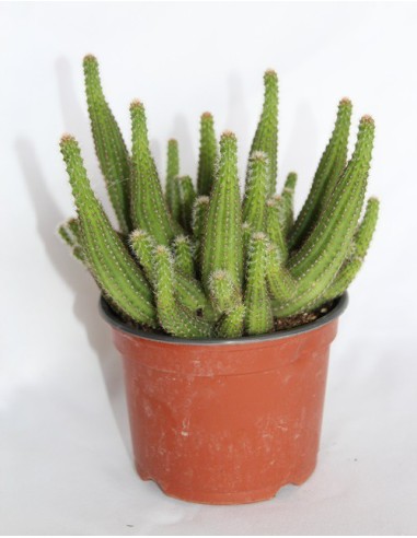 Chamalobivia (test 12 cm ø)