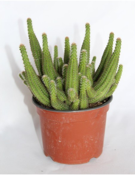 Comprar chamalobivia