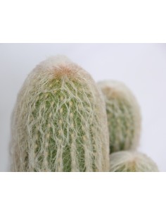 Achetez espostoa lanata pour 7,25 € chez Germigarden 2