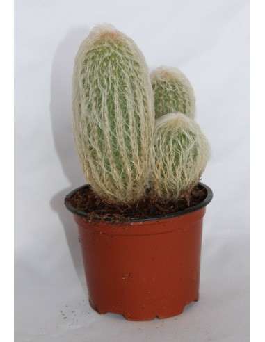 Comprar espostoa lanata por 7,25€ en Germigarden
