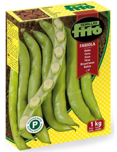 Semilla haba Fabiola (tipo Aguadulce)