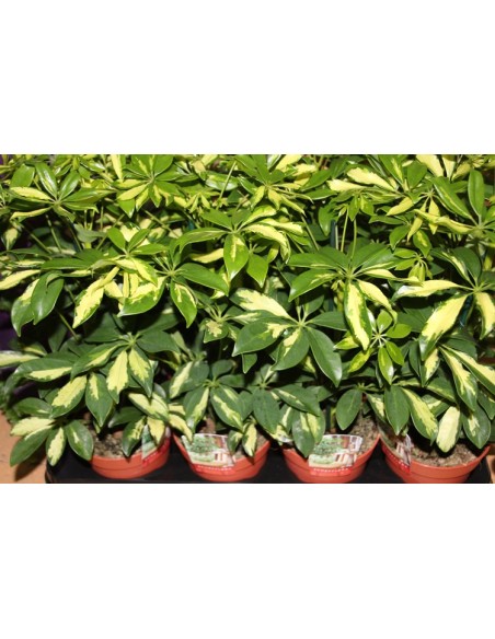 Schefflera