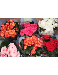 Begonia eliator por 8,95€ en germigarden.com 2