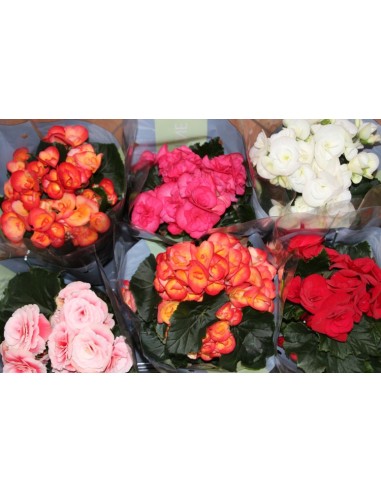 Begonia elatior