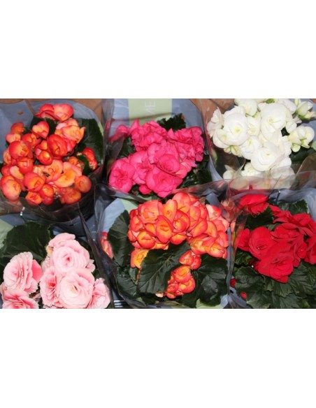 Begonia elatior