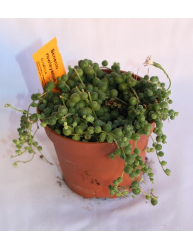 Echeveria sp. (test 12 cm ø)