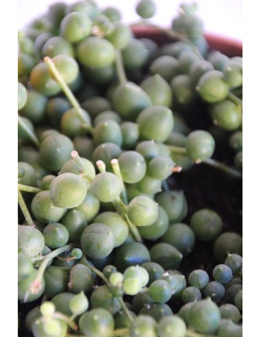 Retalle Senecio Rowleyanus