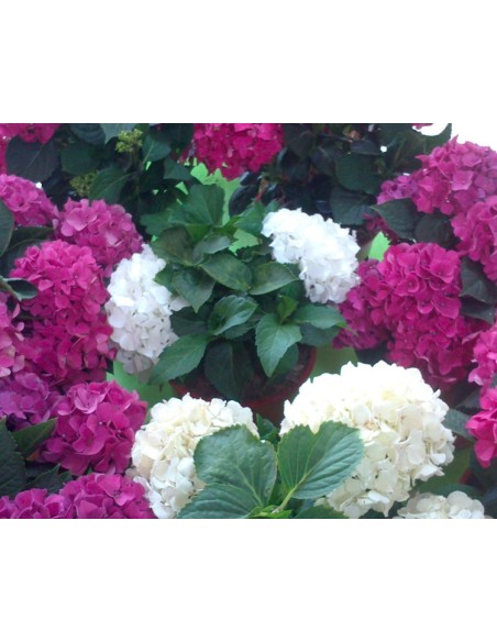 Hortènsia