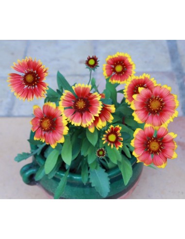 Gaillardia Aristata
