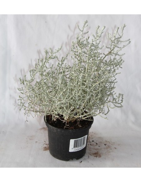 Calocephalus Brownie