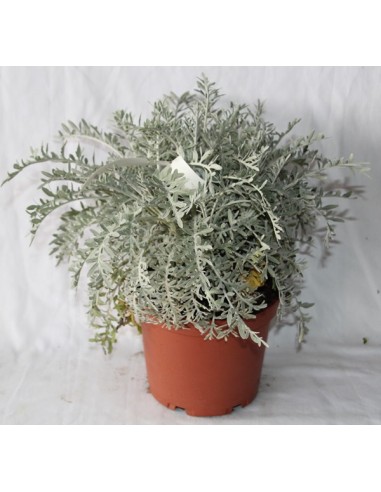 Cineraria Marítima