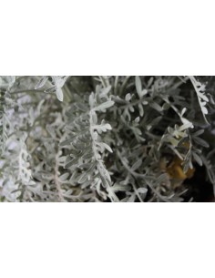 Cineraria Marítima 2
