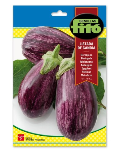 Llavor hortícola Albergínia llarga negra