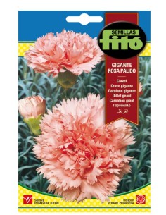 Semilla Clavel gigante rosa pálido