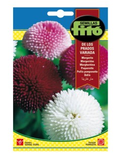 Llavor Margarita margaridoia variada