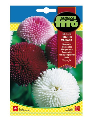 Semilla Margarita de los prados variada