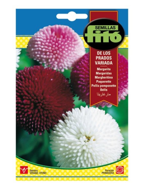 Semilla Margarita de los prados variada