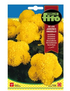 Llavor ornamental Crisantem