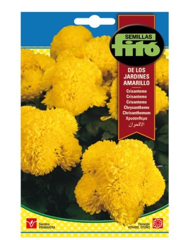 Semente De Crisântemo Amarelo