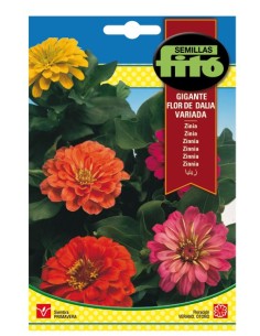 Llavor Zinia gegant flor de Dalia variada