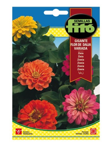 Semilla Zinia gigante flor de Dalia variada