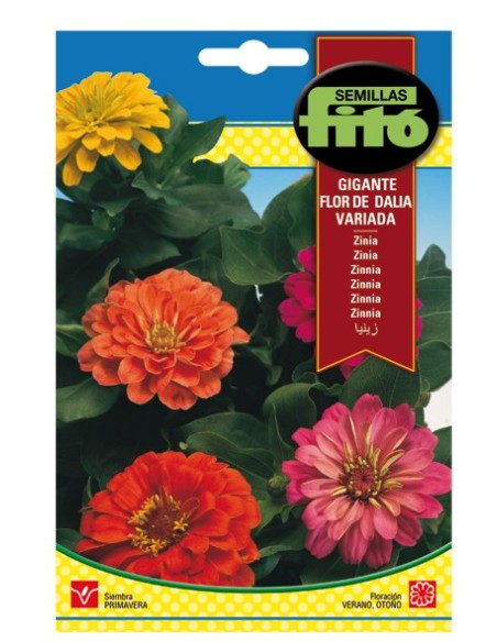 Semilla Zinia gigante flor de Dalia variada