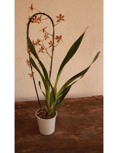 Orquídea Cambria (1 vara de flores)