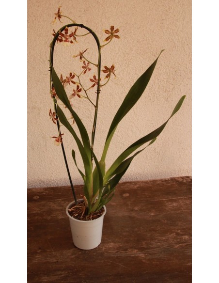 Orquídea Cambria (1 vara de flores)