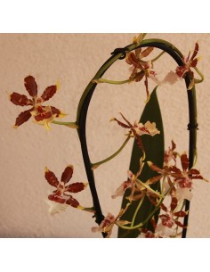 Orquídia Cambria 1 vara (test 13 cm ø) 2