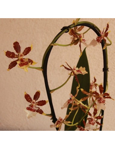 Orquídea Cambria detalle