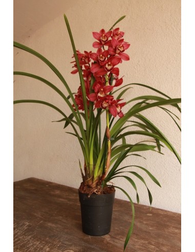 Orquídia Cymbidium